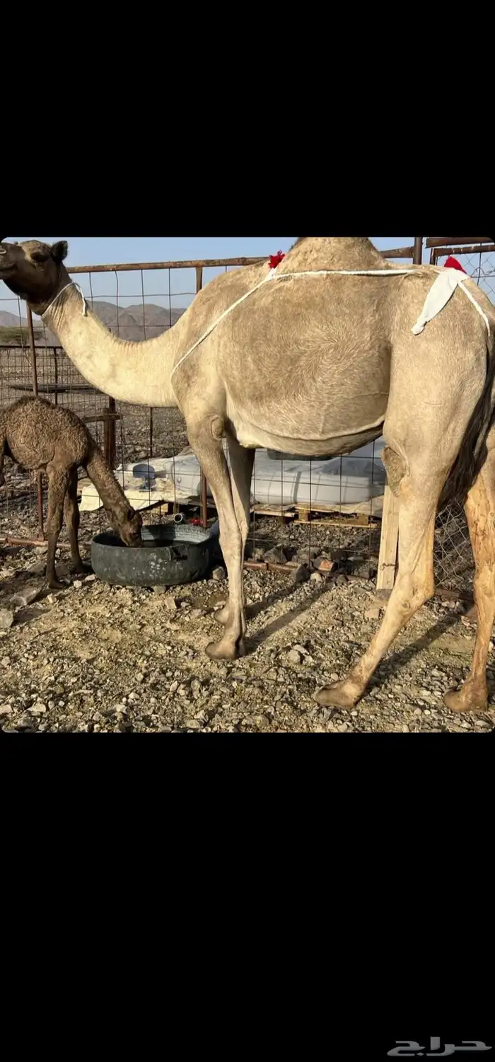 أعرض لكم ناقه خلفه 4