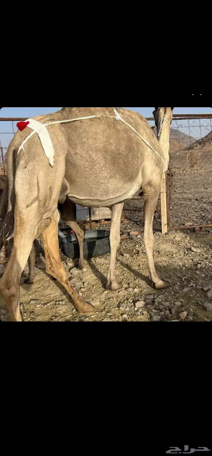 أعرض لكم ناقه خلفه 1