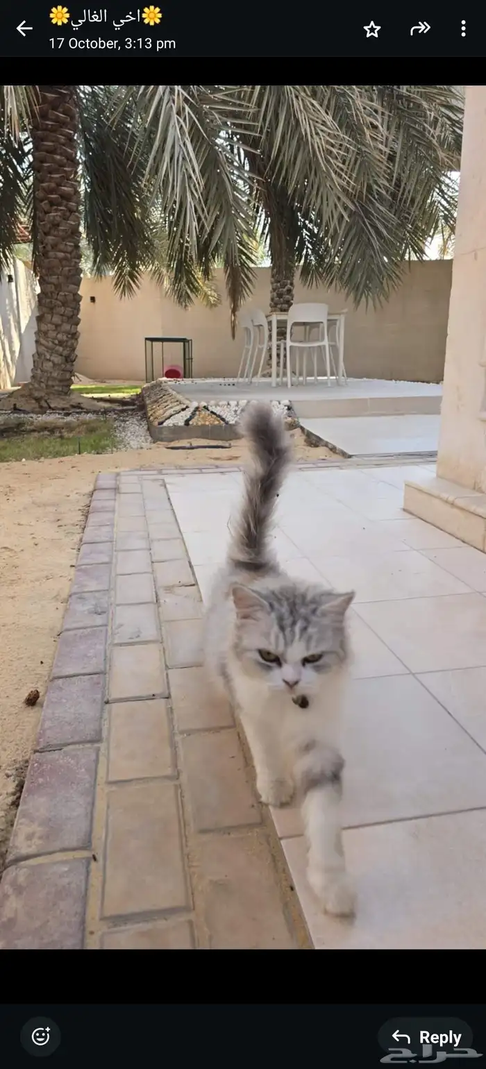 قط ضائع للتبني 0