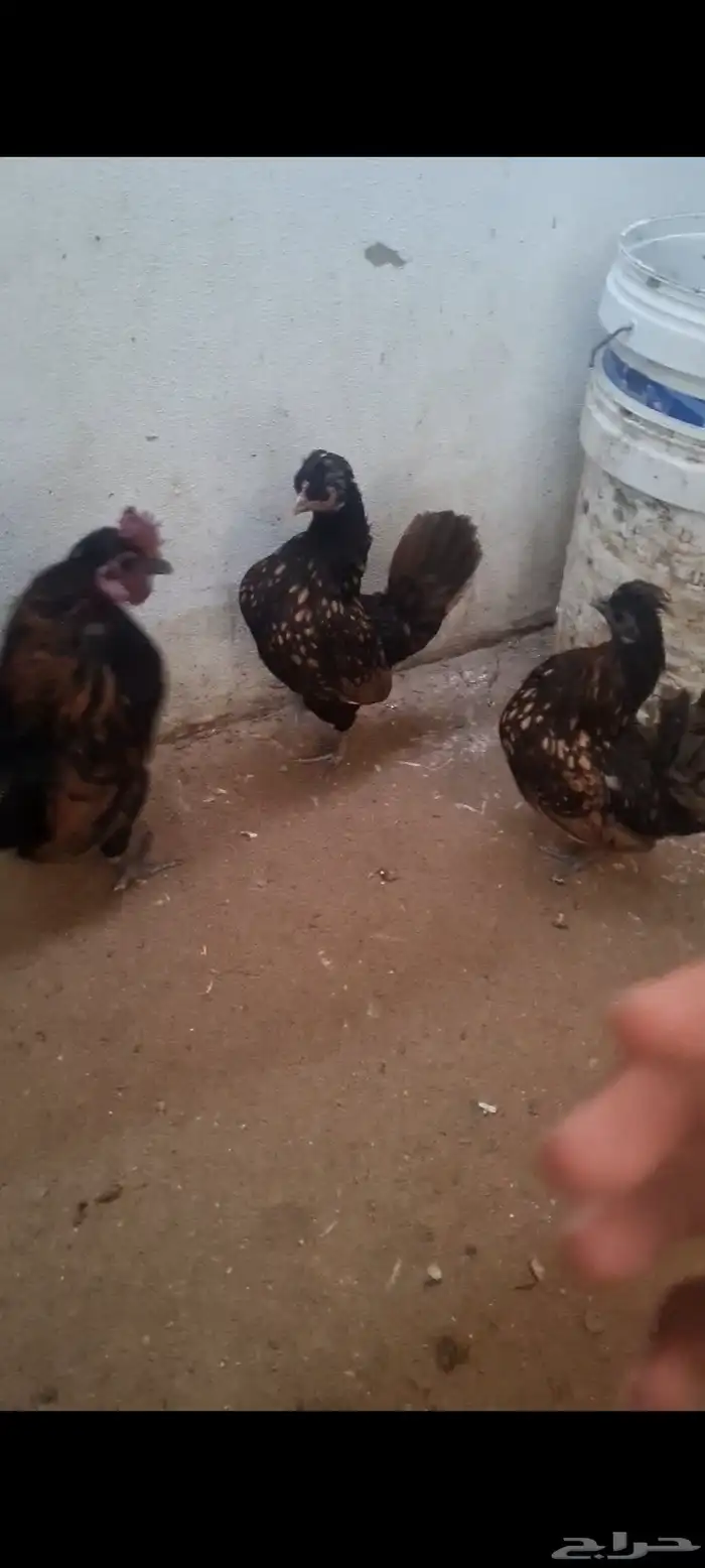 دجاج حباحب دم هزاز 2