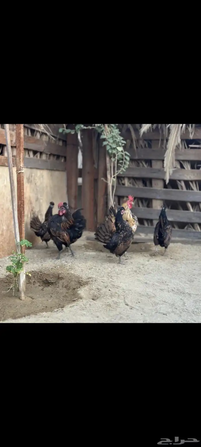 دجاج حباحب دم هزاز 1
