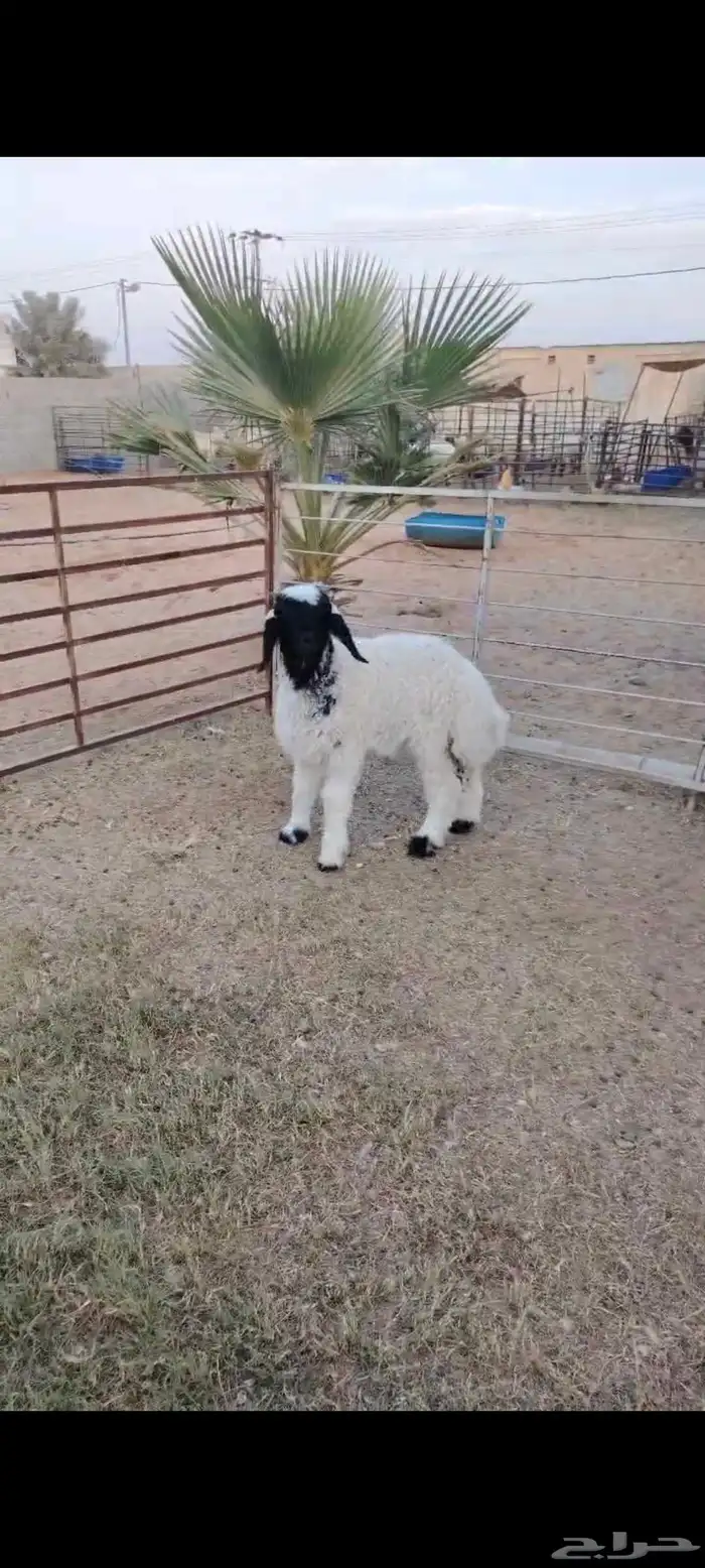 طلي نعيمي هرفي انتاج 0