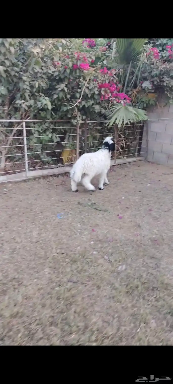 طلي نعيمي هرفي انتاج 1