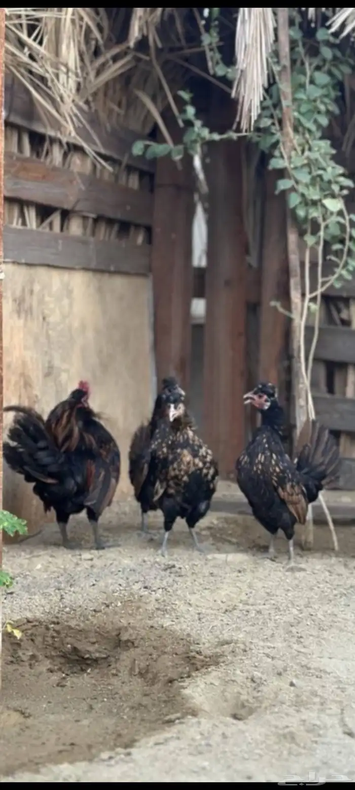 دجاج حباحب دم هزاز 0