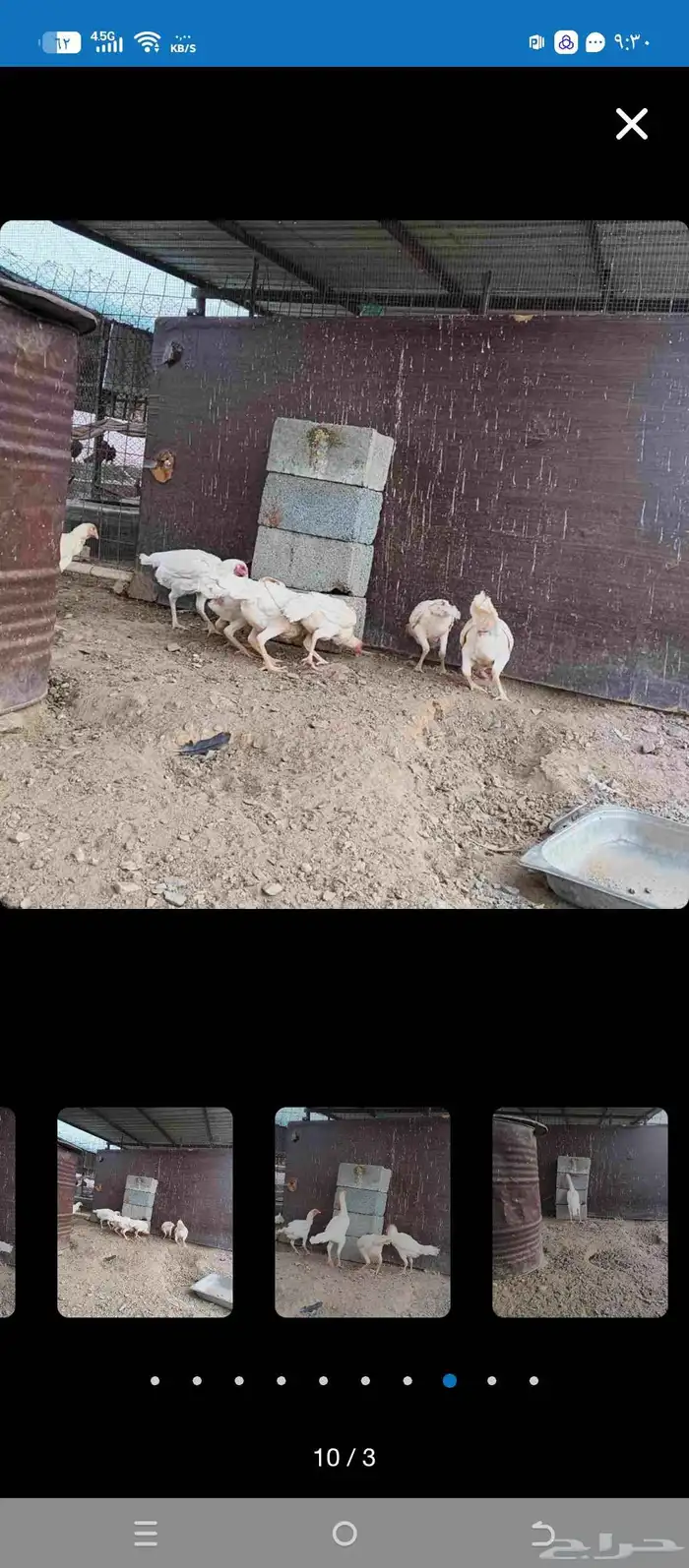 دجاج شامو علي سندي 0