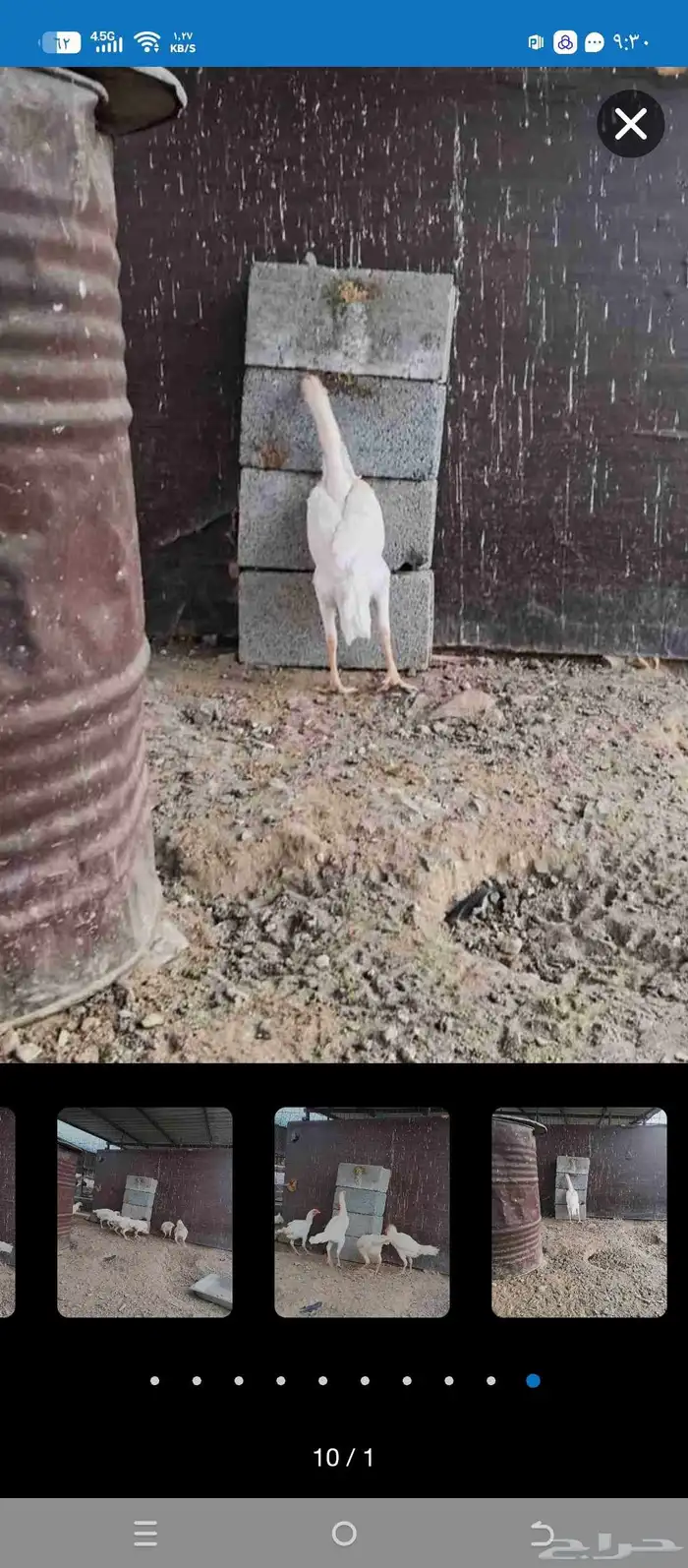 دجاج شامو علي سندي 1