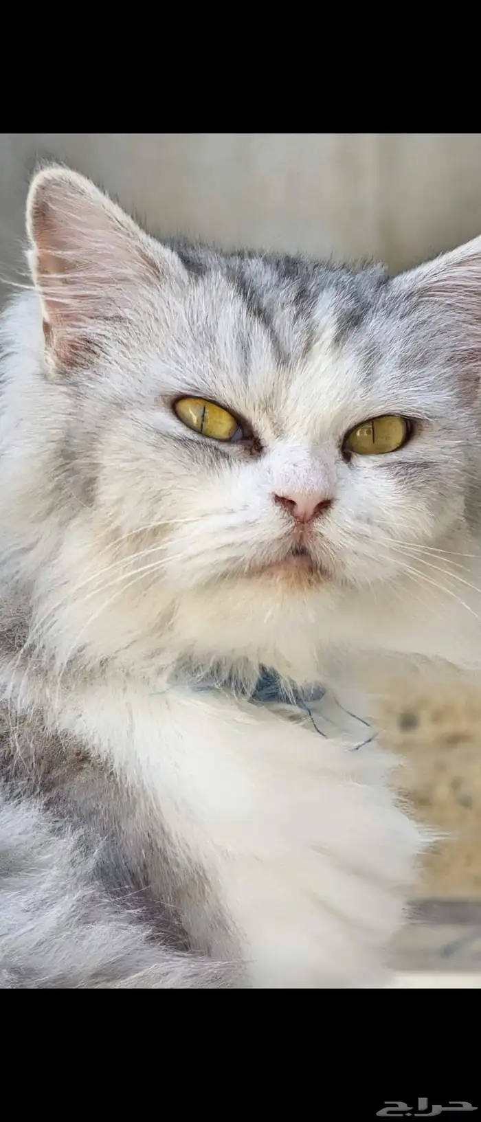 قط ضائع للتبني 1