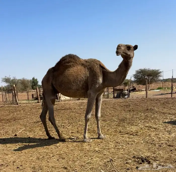 ضروبه شعلا 1