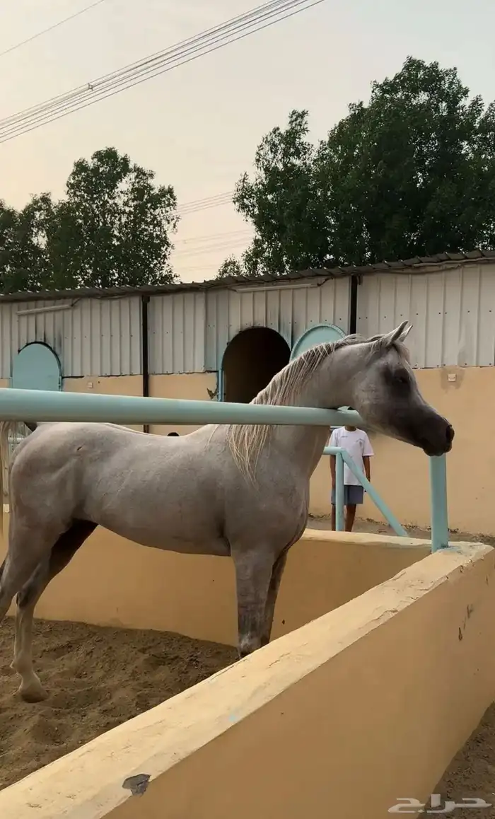 حصان عربي اصيل 5