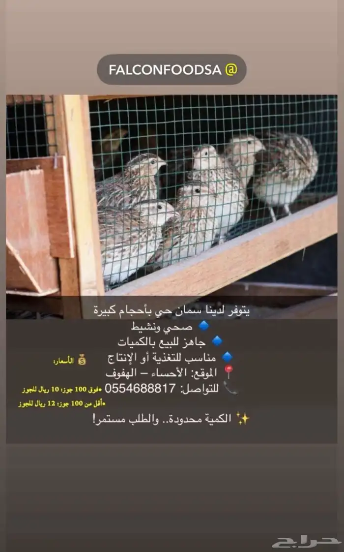 سمان حجم كبير 0