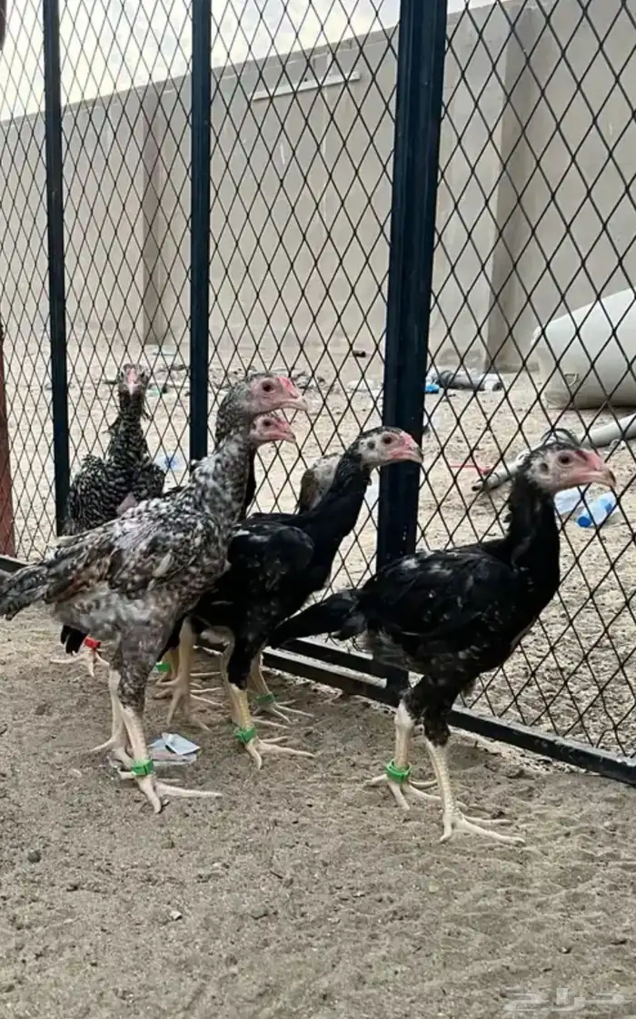 فروخ شامو ياباني 1