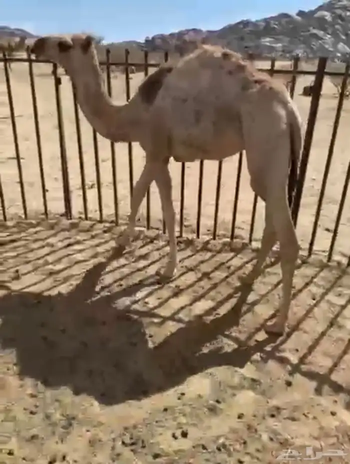 بكره لبانيه على حليب امها اثمان وارباع 0