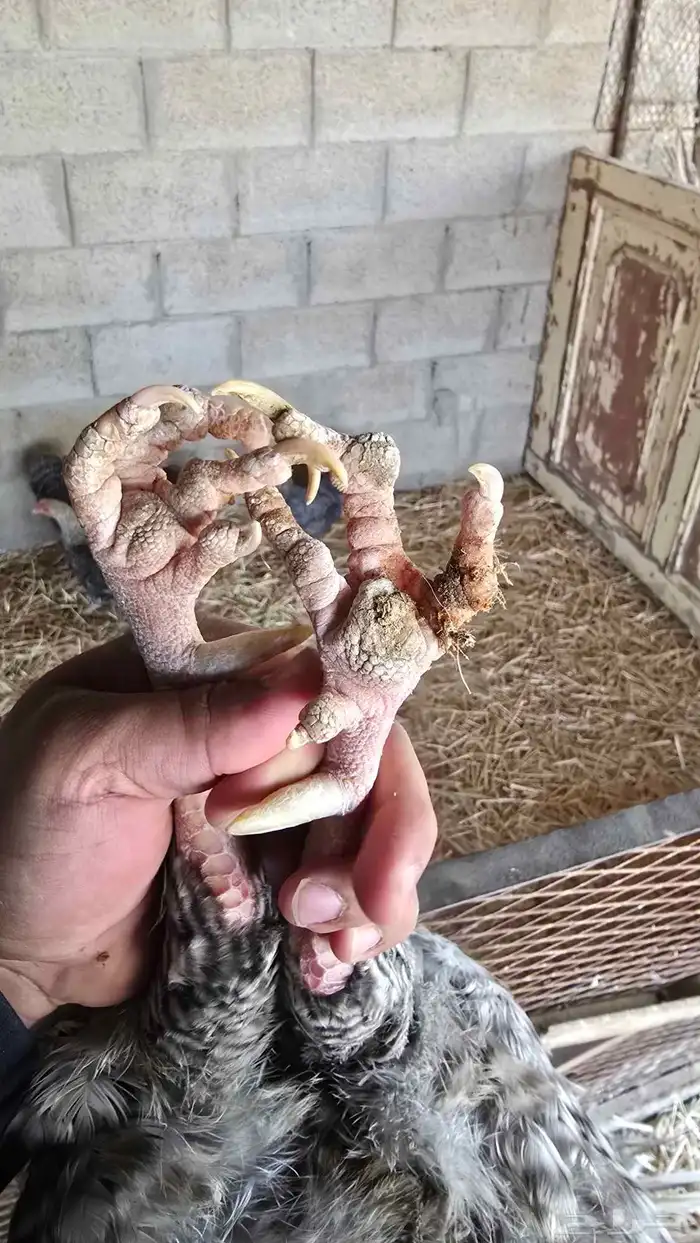 دجاج تركي لون مميز (فواخر ) 5