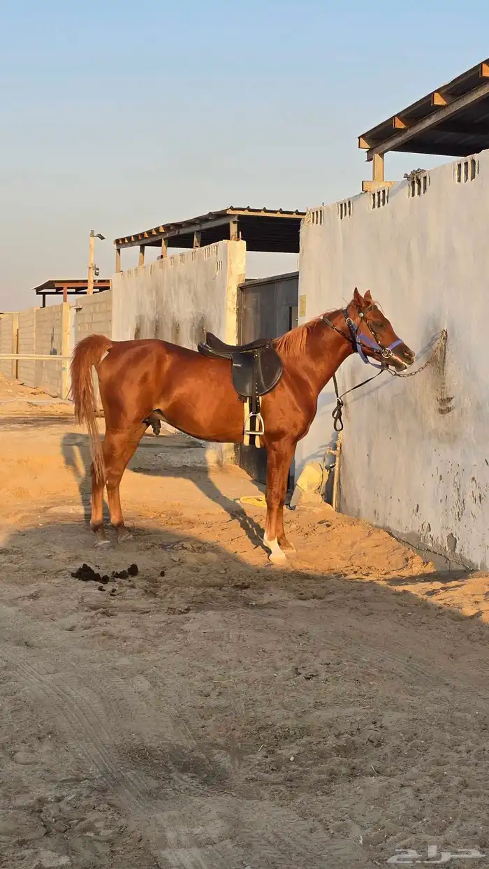 حصان واهو بالدمام 1