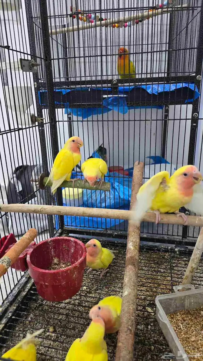 فروخ روز للبيع   الفرخ ب 150 0