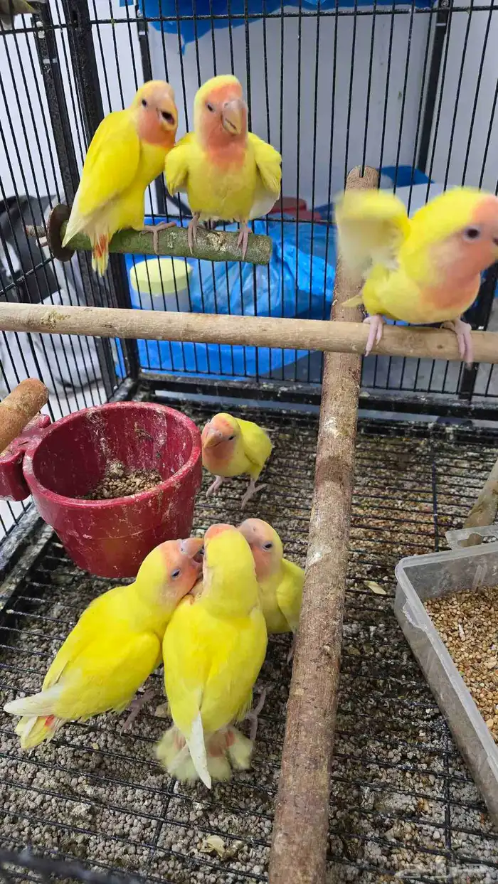 فروخ روز للبيع   الفرخ ب 150 1