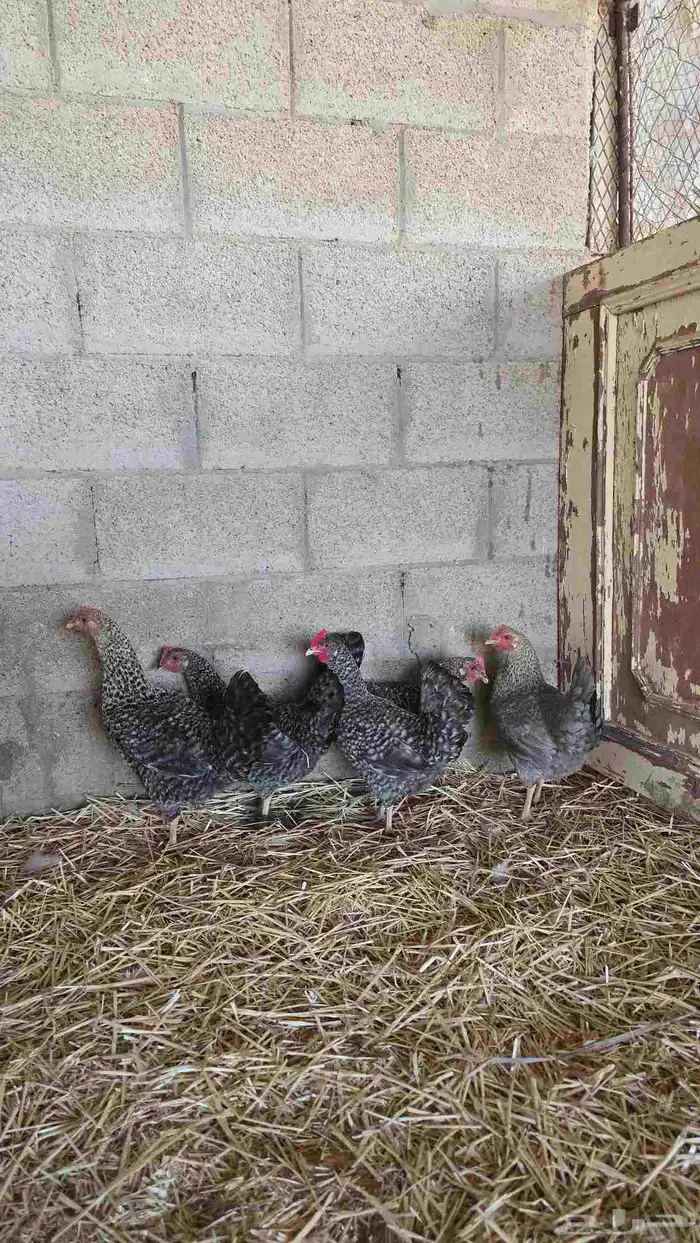 دجاج تركي لون مميز (فواخر ) 0