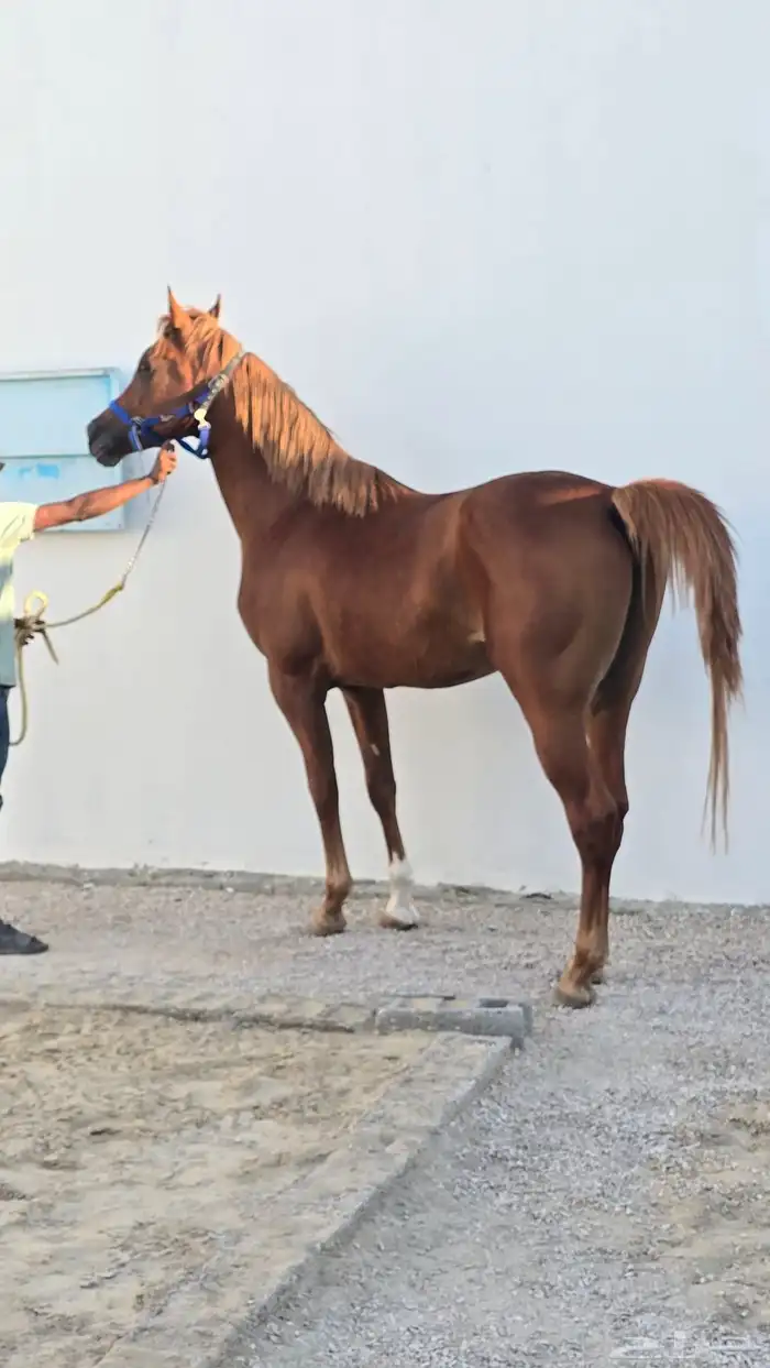 حصان واهو بالدمام 5