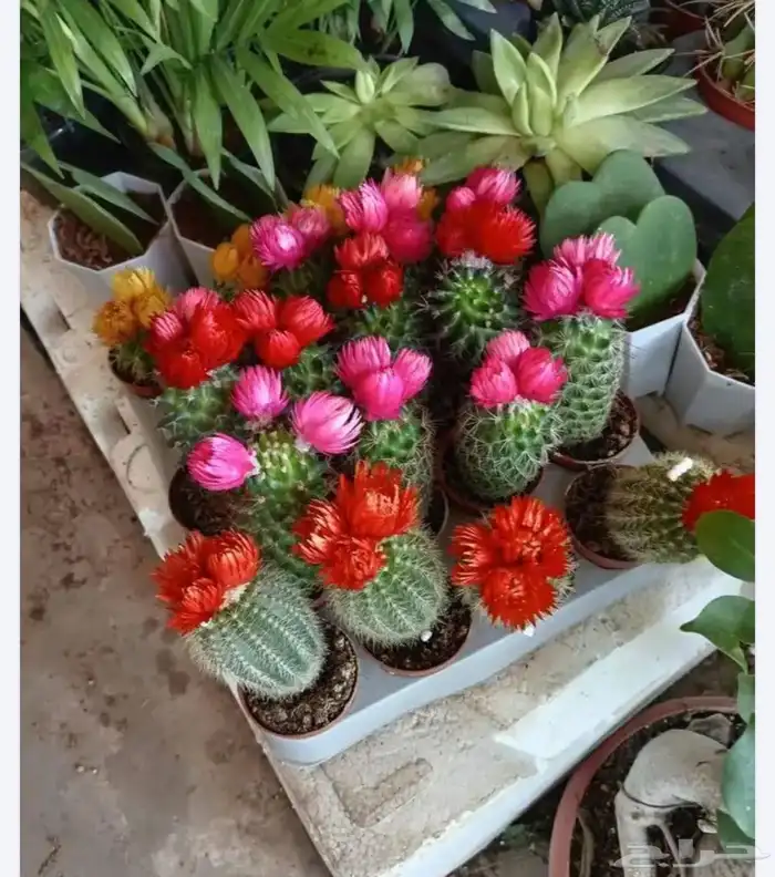 الزراعة الثيل الطبيعي وتركيب شبكات الري العادي والاتوماتيك 6