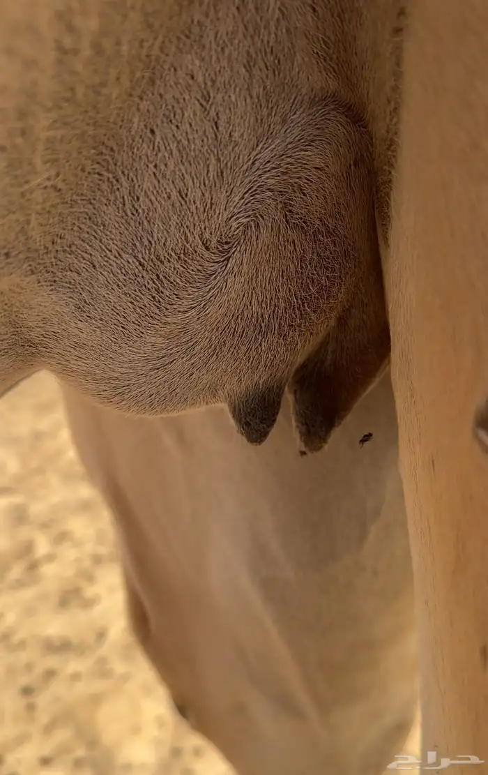 هجن مصعد بنت السيف العرق 0