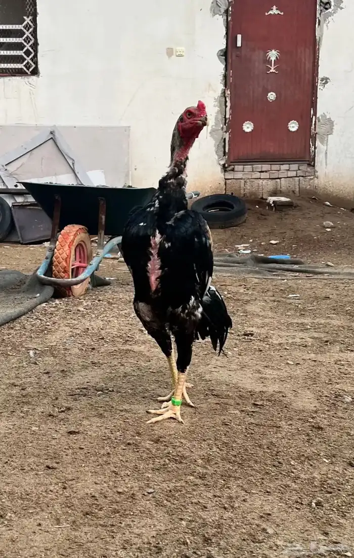 فروخ شامو ياباني 5