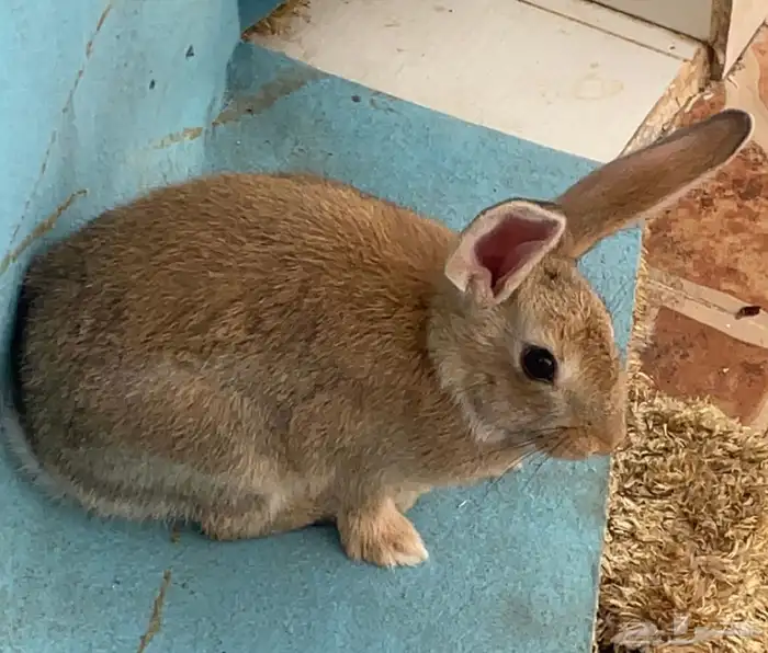 ارنب للبيع 0