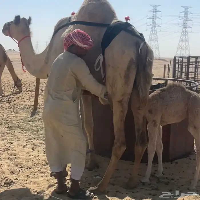 خلفه ذلول لبنه سكر وهديه تحلب بربط بسيط وانا احلبه بدون 0