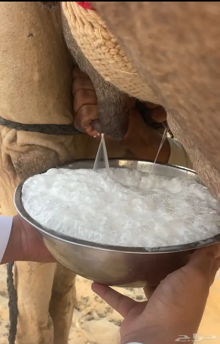 خلفه ذلول لبنه سكر وهديه تحلب بربط بسيط وانا احلبه بدون 4