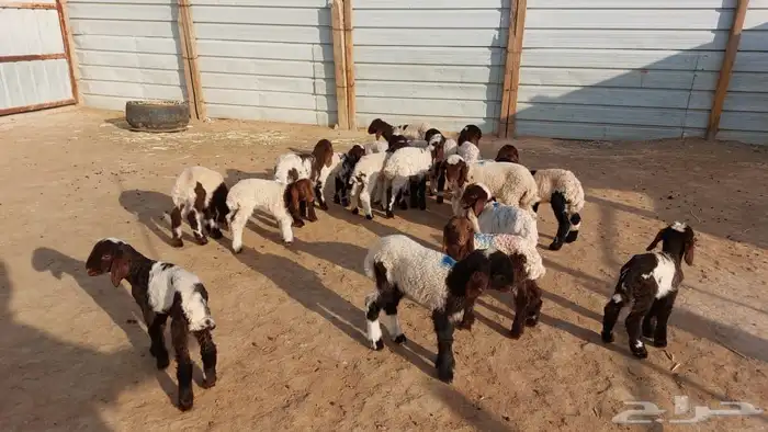 دواغيرنعيم العدد 20 6