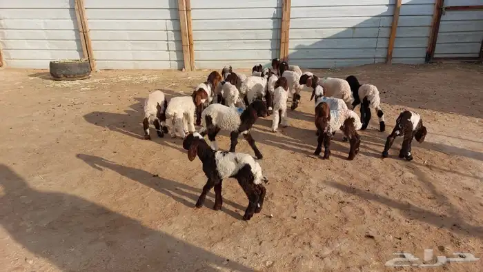 دواغيرنعيم العدد 20 4