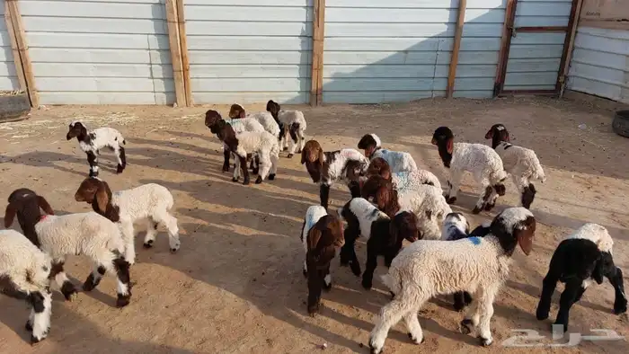 دواغيرنعيم العدد 20 1