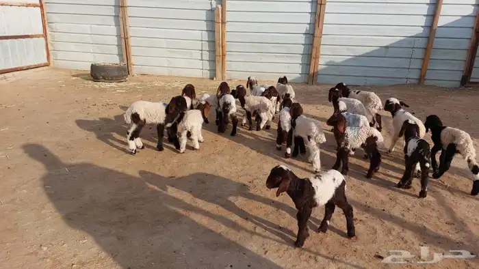 دواغيرنعيم العدد 20 0