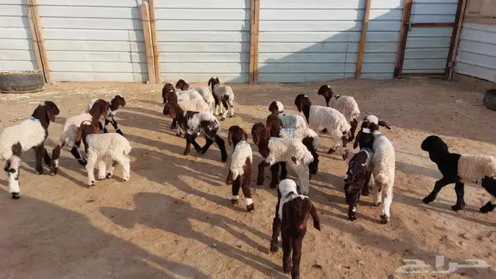 دواغيرنعيم العدد 20 5