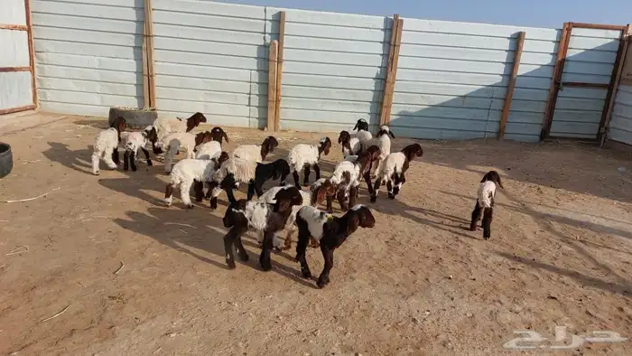 دواغيرنعيم العدد 20 9