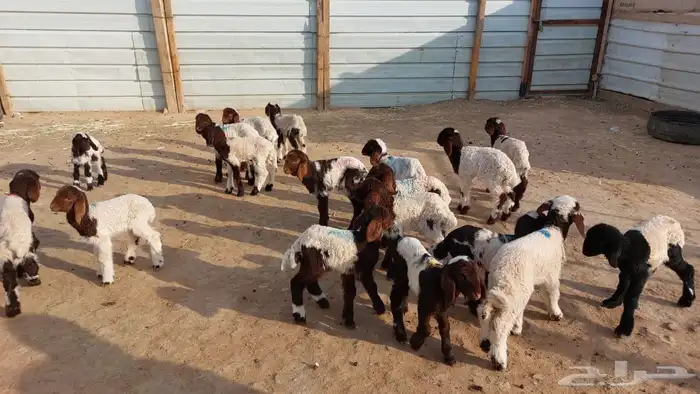 دواغيرنعيم العدد 20 3