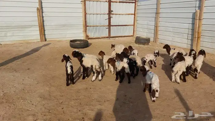 دواغيرنعيم العدد 20 8