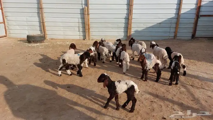 دواغيرنعيم العدد 20 2