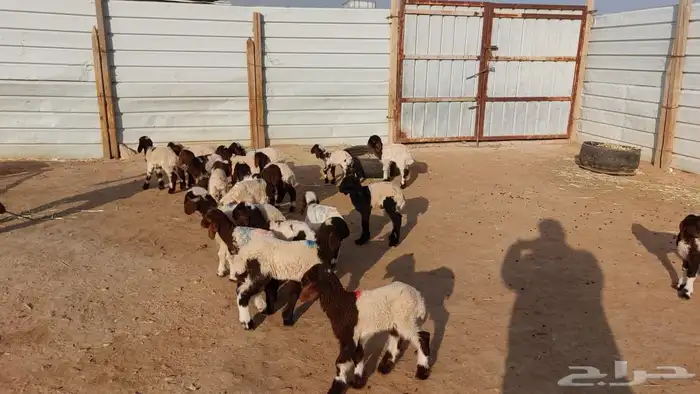 دواغيرنعيم العدد 20 7