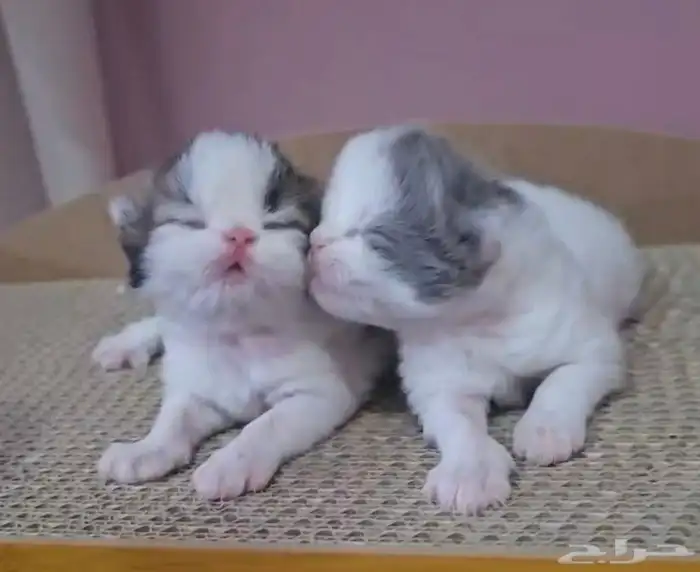 للحجز قطط سكوتش ذكر و انثى 2