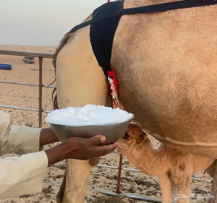 خلفه ذلول لبنه سكر وهديه تحلب بربط بسيط وانا احلبه بدون 2