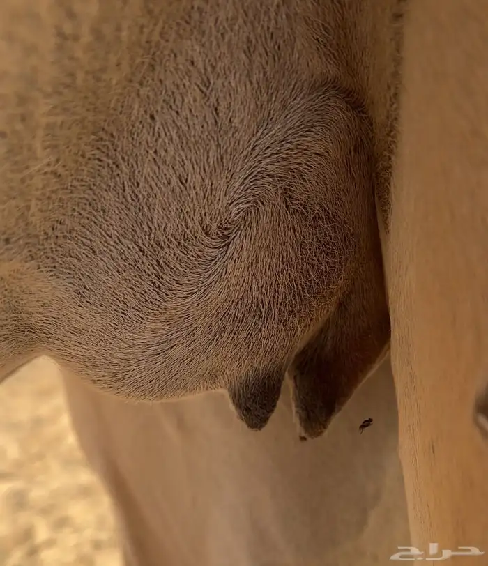 هجن مصعد بنت السيف العرق 2