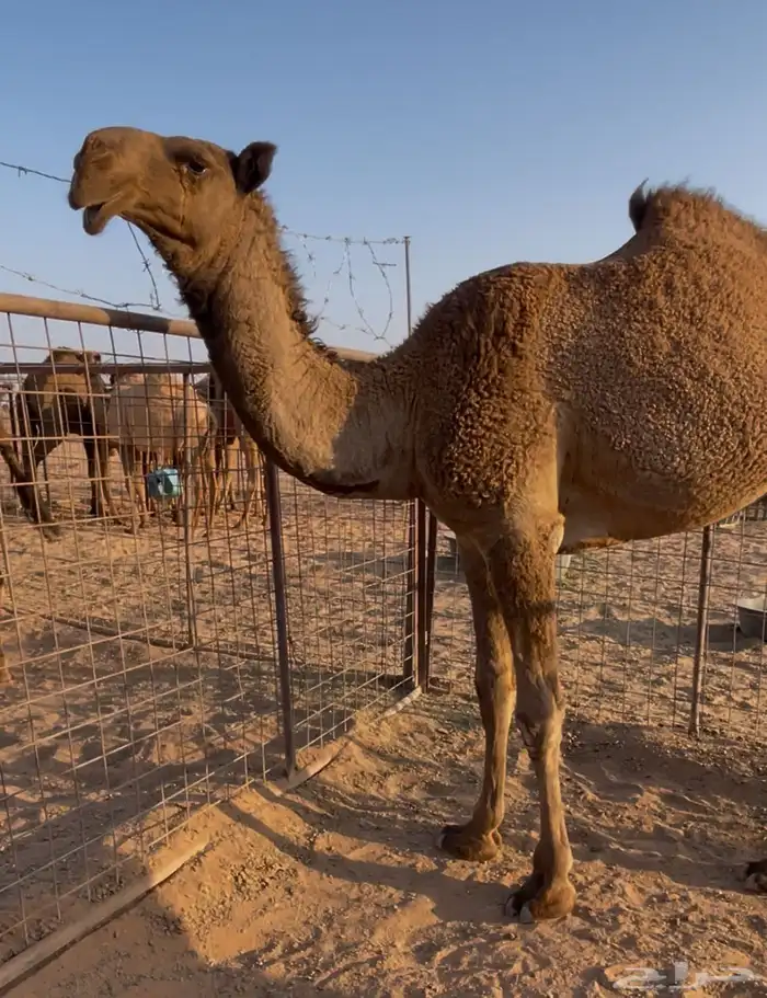 قعود دبياني كفو 0