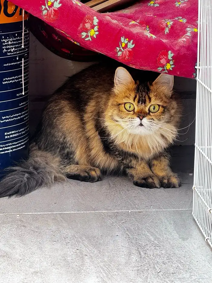 قطه للتبني هجين سكوتش هيملايا 1