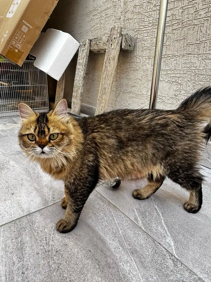 قطه للتبني هجين سكوتش هيملايا 0