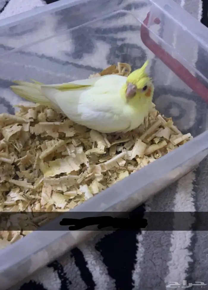 فرخ كروان لاتينو عيون حمر 0