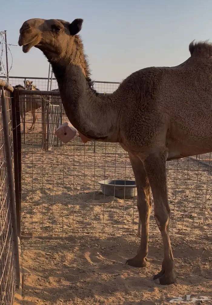 قعود دبياني كفو 1