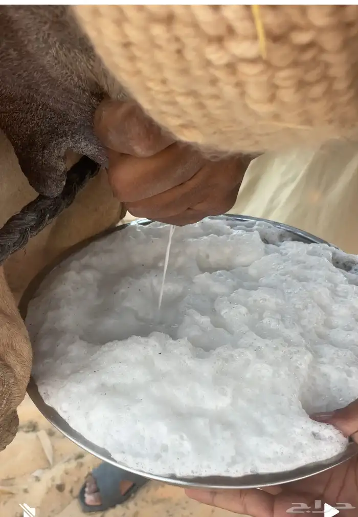 خلفه ذلول لبنه سكر وهديه تحلب بربط بسيط وانا احلبه بدون 3