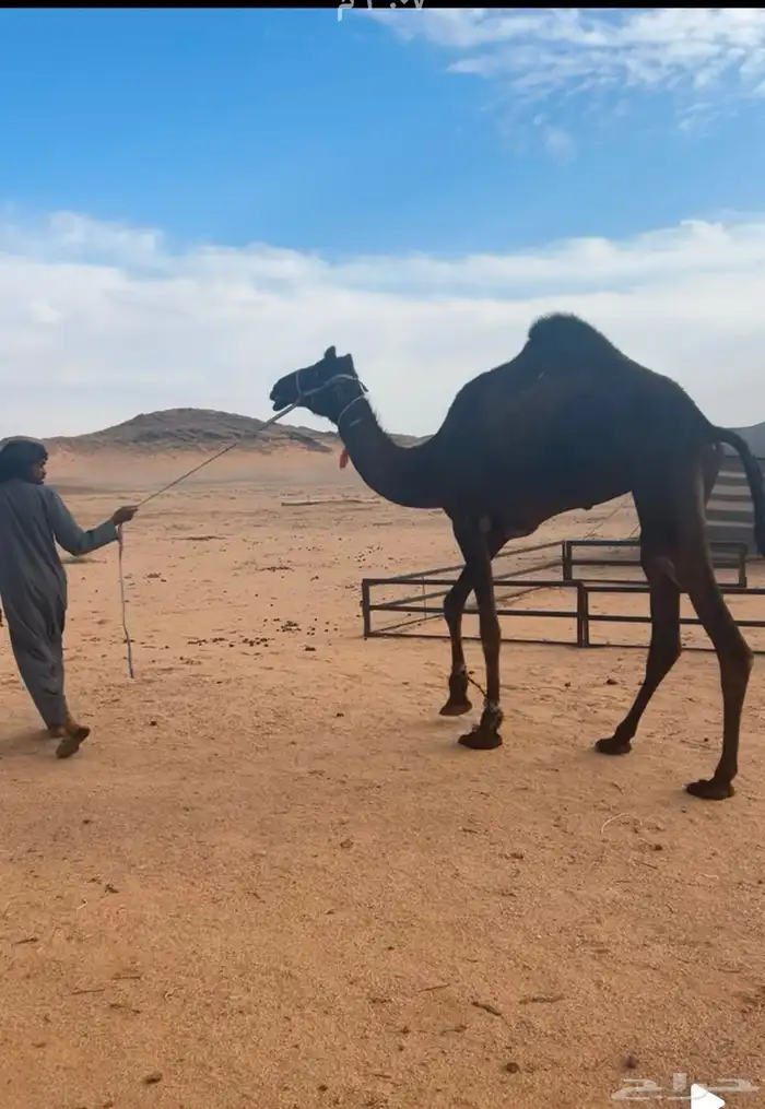 للبيع رحول جذعه 1