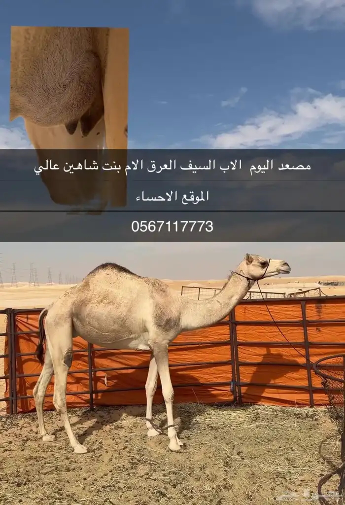 هجن مصعد بنت السيف العرق 1