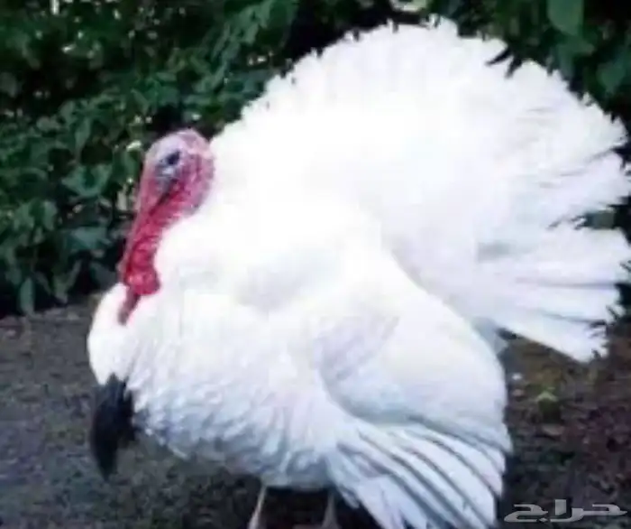 دجاج رومي لون ابيض بياض شرط ودجاج بلدي بياض وبط 0